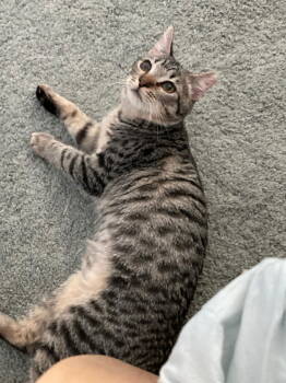 Rescue Domestic Short Hair Cats for Adoption in San Jose, California - Minnie (Courtesy Post) | PetCurious