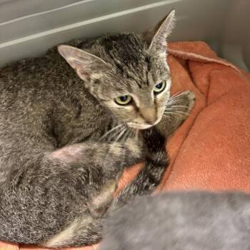 Mama Moonshine -  Domestic Short Hair Cat for Adoption in Mt. Juliet, Tennessee - Mama Moonshine | PetCurious
