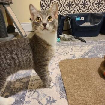 Rex - Winterville, GA -  Domestic Short Hair and Tabby Cat for Adoption in Greensboro, Georgia - Rex - Winterville, GA | PetCurious