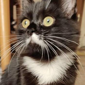 Moshka -  Maine Coon and Domestic Long Hair Cat for Adoption in Brampton, Ontario - Moshka | PetCurious