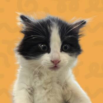 Floatie -  Domestic Medium Hair Cat for Adoption in Reno, Nevada - Floatie | PetCurious