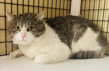 Domestic Medium Hair Cats Available for Adoption in Green River, Wyoming - Theo | PetCurious