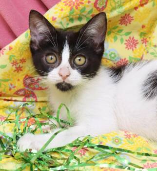 Dolly -  Domestic Short Hair Cat for Adoption in Tierra Verde, Florida - Dolly | PetCurious