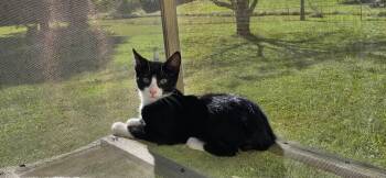 Panda -  American Bobtail Cat for Adoption in Richmond, Kentucky - Panda | PetCurious