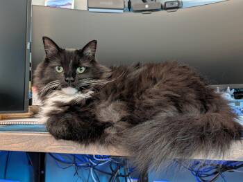 Dahlia and Socks -  Domestic Long Hair Cat for Adoption in Belmont, North Carolina - Dahlia And Socks | PetCurious