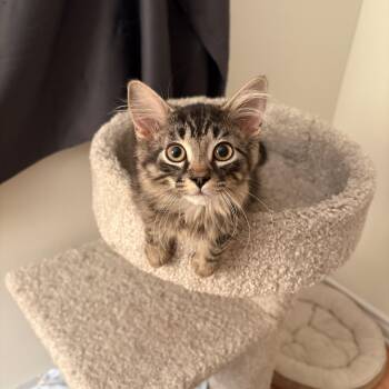 Gio -  Domestic Medium Hair Cat for Adoption in Ottawa, Ontario - Gio | PetCurious