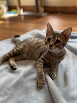 Bramblestar -  Domestic Short Hair Cat for Adoption in Dayton, Ohio - Bramblestar | PetCurious