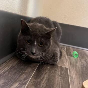 Domestic Short Hair Cats Available for Adoption - Waffles | PetCurious