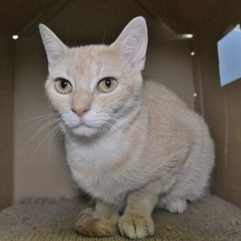 Tink Tink -  Domestic Short Hair Cat for Adoption in Austin, Texas - Tink Tink | PetCurious