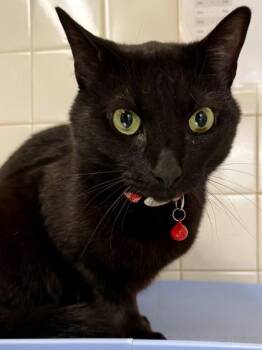 Domestic Short Hair Cats Available for Adoption - Lucky Ducky | PetCurious