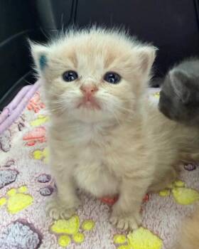 Backhoe -  Domestic Long Hair Cat for Adoption in Cincinnati, Ohio - Backhoe | PetCurious