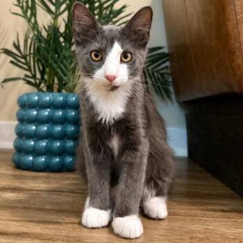 Ronaldo the Purrfect Match -  Tuxedo and Domestic Medium Hair Cat for Adoption in Friendswood, Texas - Ronaldo The Purrfect Match | PetCurious