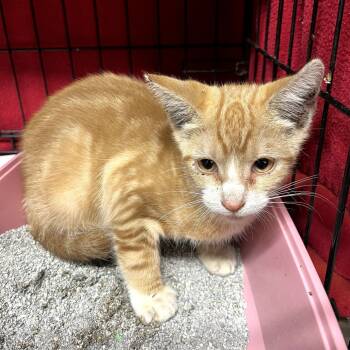 Rescue Domestic Short Hair Cats for Adoption in Oceanside, New York - Eli | PetCurious