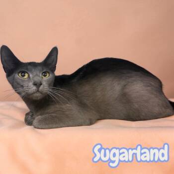 Sugarland -  Domestic Short Hair Cat for Adoption in Sorrento, Louisiana - Sugarland | PetCurious