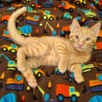 Sea Pancake (Foster) -  Domestic Short Hair Cat for Adoption in Watertown, Wisconsin - Sea Pancake (Foster) | PetCurious