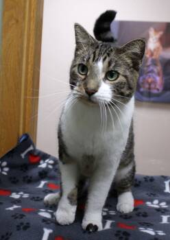 Ali -  Domestic Short Hair Cat for Adoption in Portage, Wisconsin - Ali | PetCurious