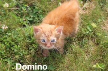 Domino -  Domestic Short Hair Cat for Adoption in Johnson City, Tennessee - Domino | PetCurious