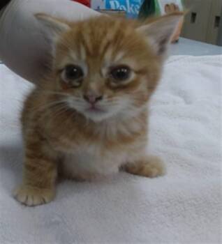 CHESTNUT -  Domestic Short Hair Cat for Adoption in Salinas, California - CHESTNUT | PetCurious