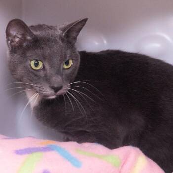 Domestic Short Hair Cats Available for Adoption in Seattle, Washington - Londyn | PetCurious