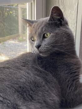 Lady Grey -  Domestic Short Hair Cat for Adoption in Murphysboro, Illinois - Lady Grey | PetCurious