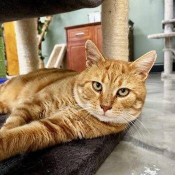 Leo -  Domestic Short Hair Cat for Adoption in Kennett Square, Pennsylvania - Leo | PetCurious