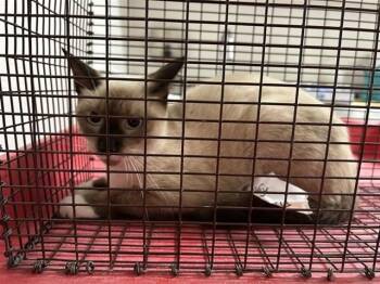 DULCE -  Siamese Cat for Adoption in Houston, Texas - DULCE | PetCurious