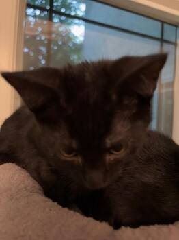 Maudie -  Domestic Short Hair Cat for Adoption - Maudie | PetCurious