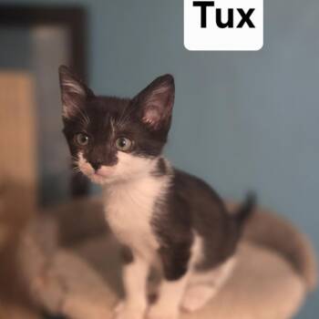 Sweetie -  Domestic Short Hair Cat for Adoption in NEW PT RICHEY, Florida - Sweetie | PetCurious