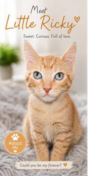 Little Ricky -  Tabby Cat Available for Adoption in Phoenix, Arizona - Little Ricky | PetCurious