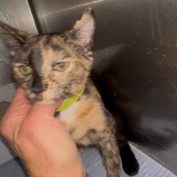 Rebecca -  Domestic Short Hair Cat for Adoption in Blairsville, Georgia - Rebecca | PetCurious
