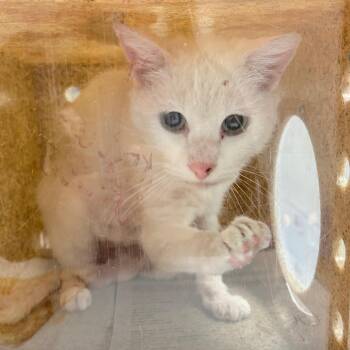 Domestic Short Hair Cats Available for Adoption in Philadelphia, Pennsylvania - Goober | PetCurious