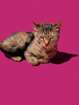 HAHA -  Domestic Short Hair Cat for Adoption in Jacksonville, Florida - HAHA | PetCurious