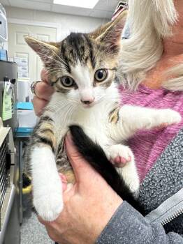 Rescue Domestic Short Hair Cats for Adoption in Pomona, New York - Sting | PetCurious