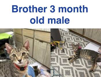 Brother -  Domestic Short Hair Cat for Adoption in Mustang, Oklahoma - Brother | PetCurious