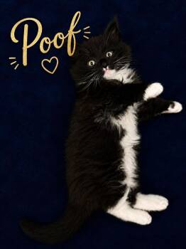 Poof -  Domestic Long Hair Cat for Adoption in Sisseton, South Dakota - Poof | PetCurious