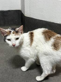 STACEY -  Domestic Short Hair Cat for Adoption - STACEY | PetCurious