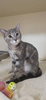 Poppy -  Domestic Short Hair Cat for Adoption in Lancaster, Pennsylvania - Poppy | PetCurious