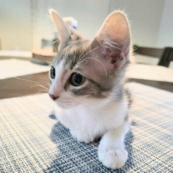 Rosie -  Domestic Long Hair Cat for Adoption in New Braunfels, Texas - Rosie | PetCurious