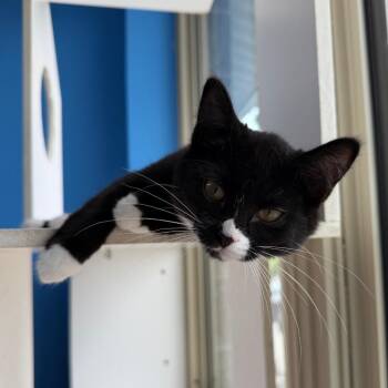 Goopy -  Domestic Short Hair Cat for Adoption in Mankato, Minnesota - Goopy | PetCurious