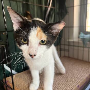 Rescue Domestic Short Hair Cats for Adoption in Austin, Texas - Kitty Beans On Toast | PetCurious