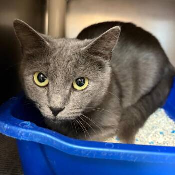 Bellatrix -  Domestic Short Hair Cat Available for Adoption in Newport, North Carolina - Bellatrix | PetCurious