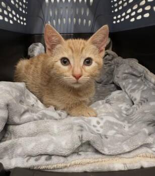 Bento -  Domestic Short Hair Cat for Adoption in Covington, Louisiana - Bento | PetCurious