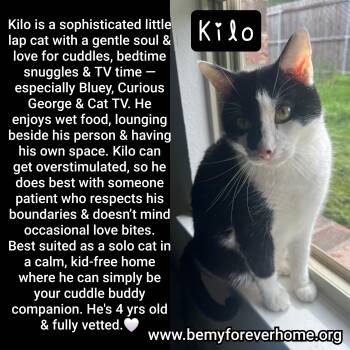 Domestic Short Hair Cats Available for Adoption in Plano, Texas - Kilo | PetCurious