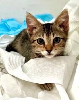 Soleil (bonded with Selene) -  American Shorthair Cat for Adoption in Houston, Texas - Soleil (bonded With Selene) | PetCurious
