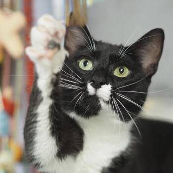 Artemis -  Domestic Short Hair Cat Available for Adoption in Falls Church, Virginia - Artemis | PetCurious