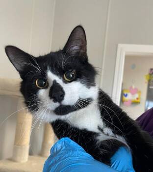 Domestic Medium Hair Cats Available for Adoption - Ghostt | PetCurious