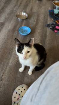 Rescue Domestic Short Hair Cats for Adoption in Evans, Georgia - Mama Mack | PetCurious