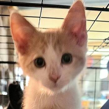 Cheddar -  Domestic Short Hair Cat for Adoption in Rochester, Minnesota - Cheddar | PetCurious