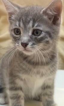 Domestic Short Hair Cats Available for Adoption in Elizabethton, Tennessee - STORM | PetCurious