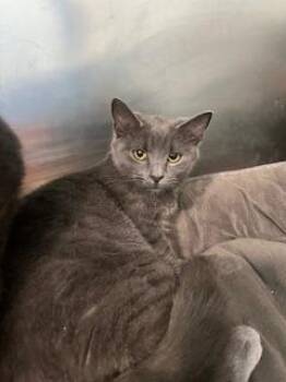 Rescue Domestic Short Hair Cats for Adoption in Berryville, Virginia - Nyx | PetCurious